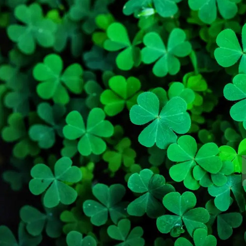 031425 CAW shamrock